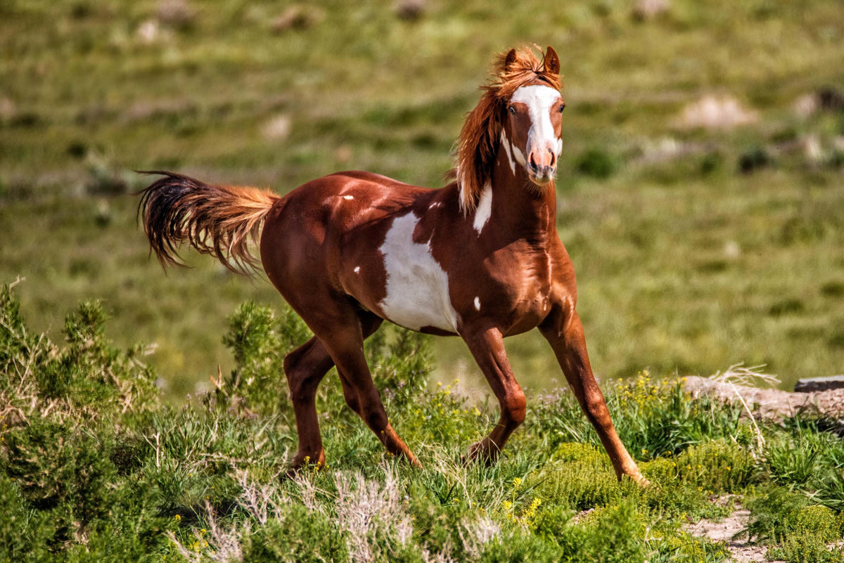 Quiet Moments, Sand Wash Basin — wild horse photography by Tim West