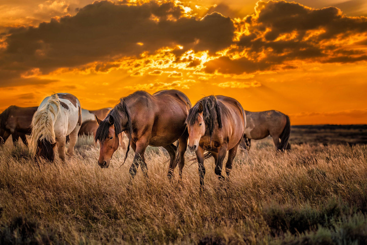 Crimson Horizon, McCullough Peaks — wild horse photography by Tim West