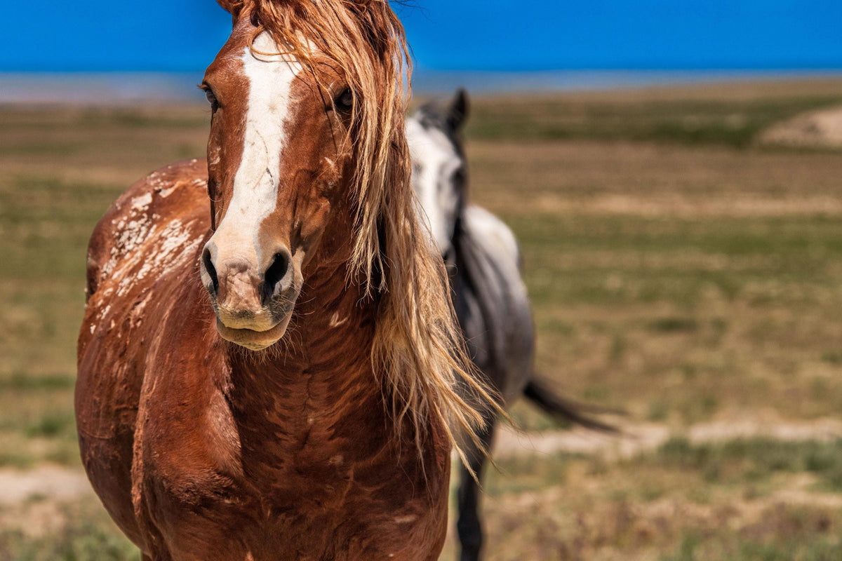 Through the Mane, Onaqui — wild horse photography by Tim West