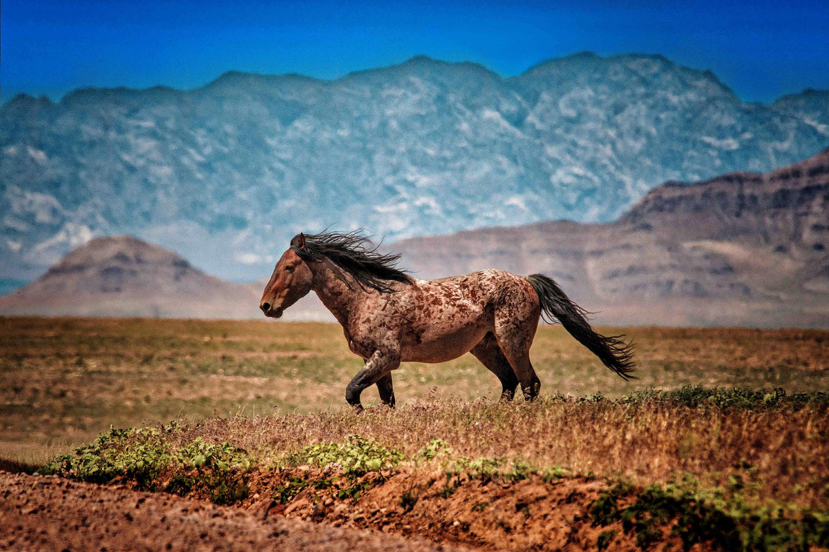 Out of the Dust, Onaqui — wild horse photography by Tim West