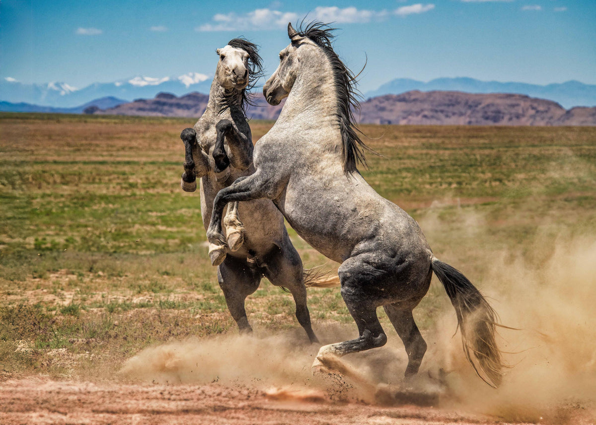 Wild Fury, Onaqui — wild horse photography by Tim West
