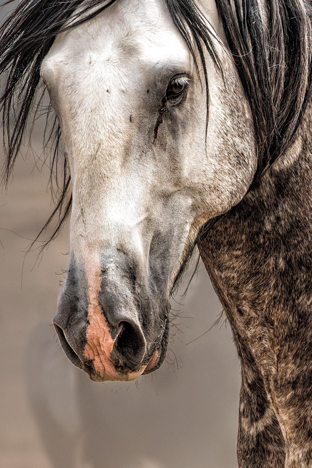 Desert Wind, Onaqui — wild horse photography by Tim West