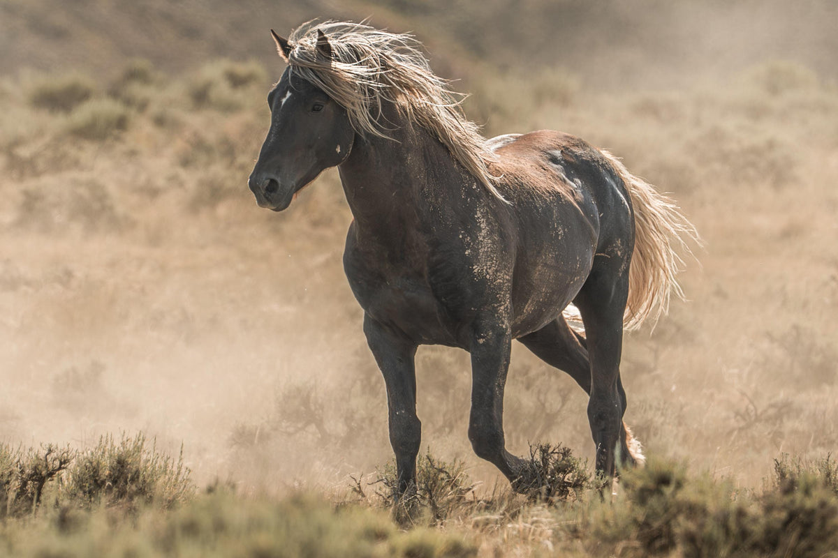 Golden Threads, McCullough Peaks — wild horse photography by Tim West
