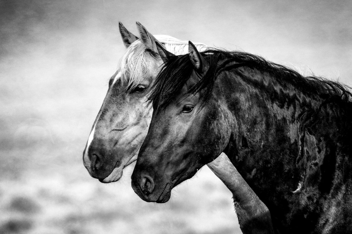 Free Roaming, McCullough Peaks — wild horse photography by Tim West