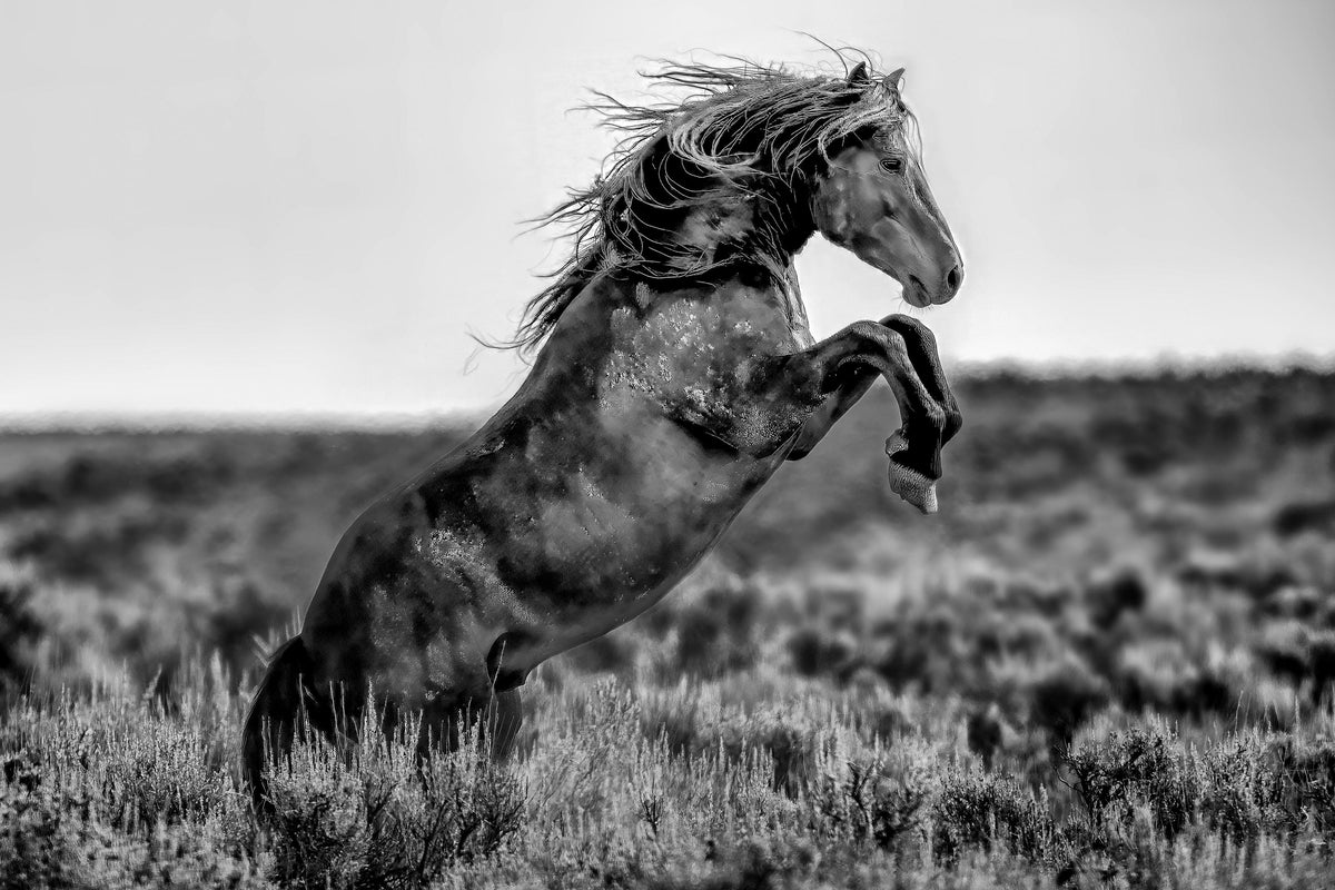 The Clash, McCullough Peaks — wild horse photography by Tim West