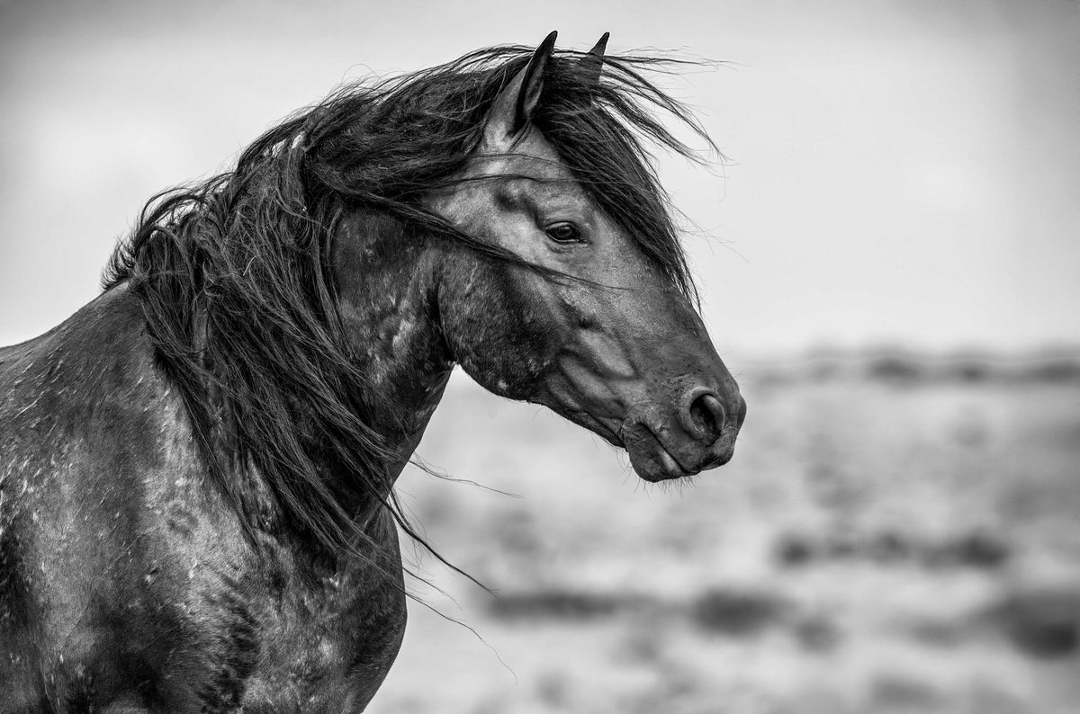 Watchful Eye, McCullough Peaks — wild horse photography by Tim West