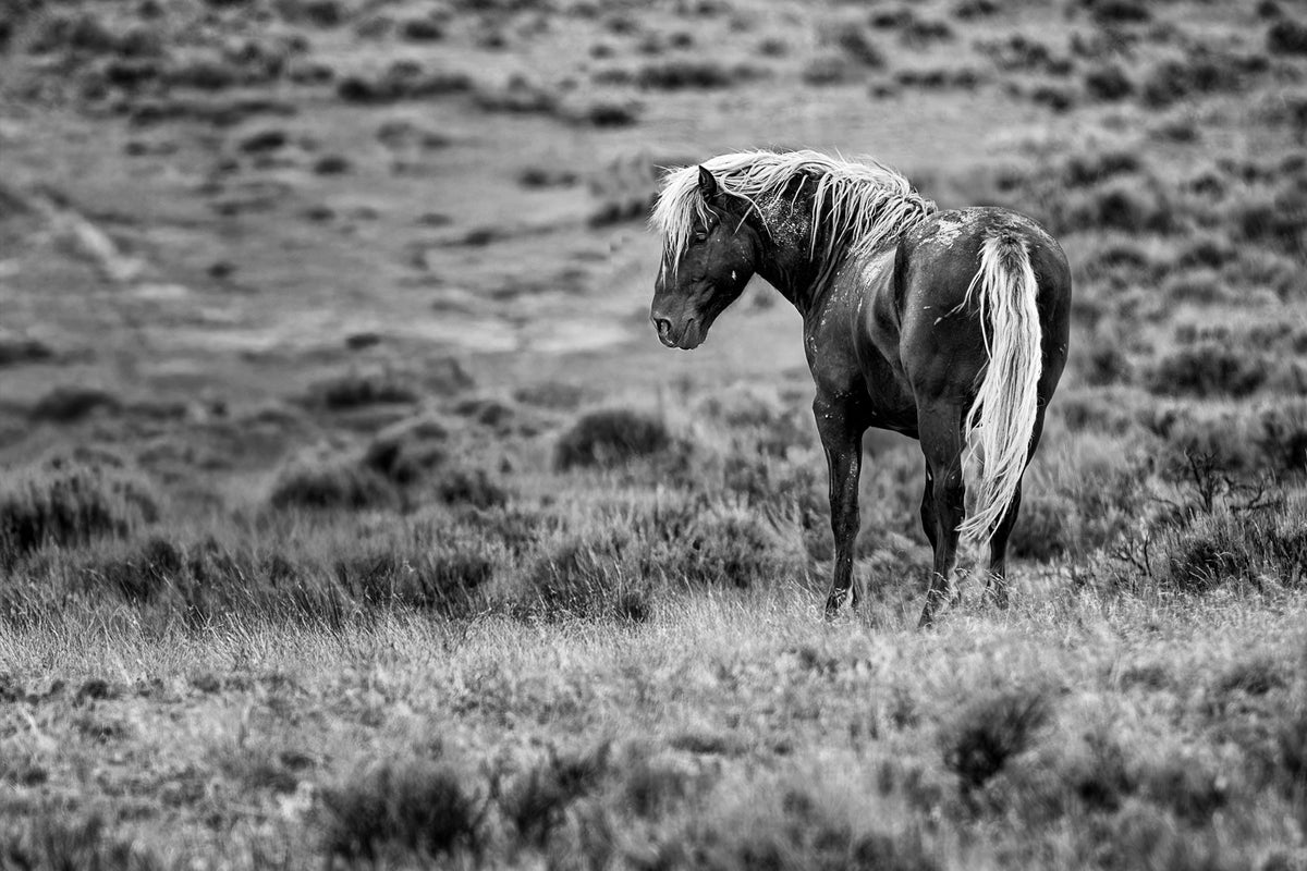 Unbridled, McCullough Peaks — wild horse photography by Tim West