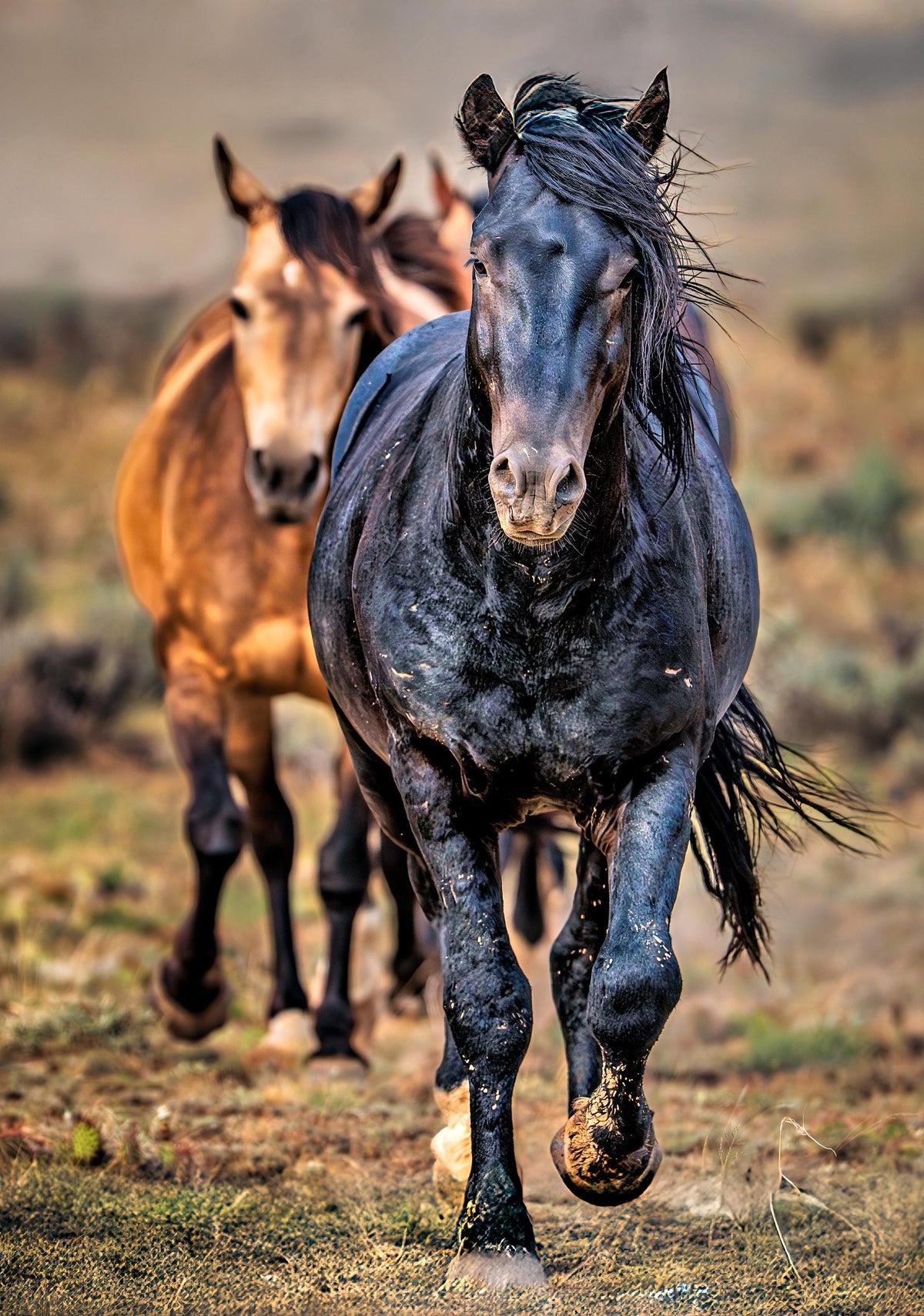 Running Wild Stallion, McCullough Peaks — wild horse photography by Tim West