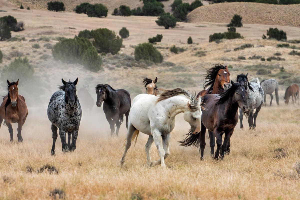 Winter Stampede, Onaqui — wild horse photography by Tim West