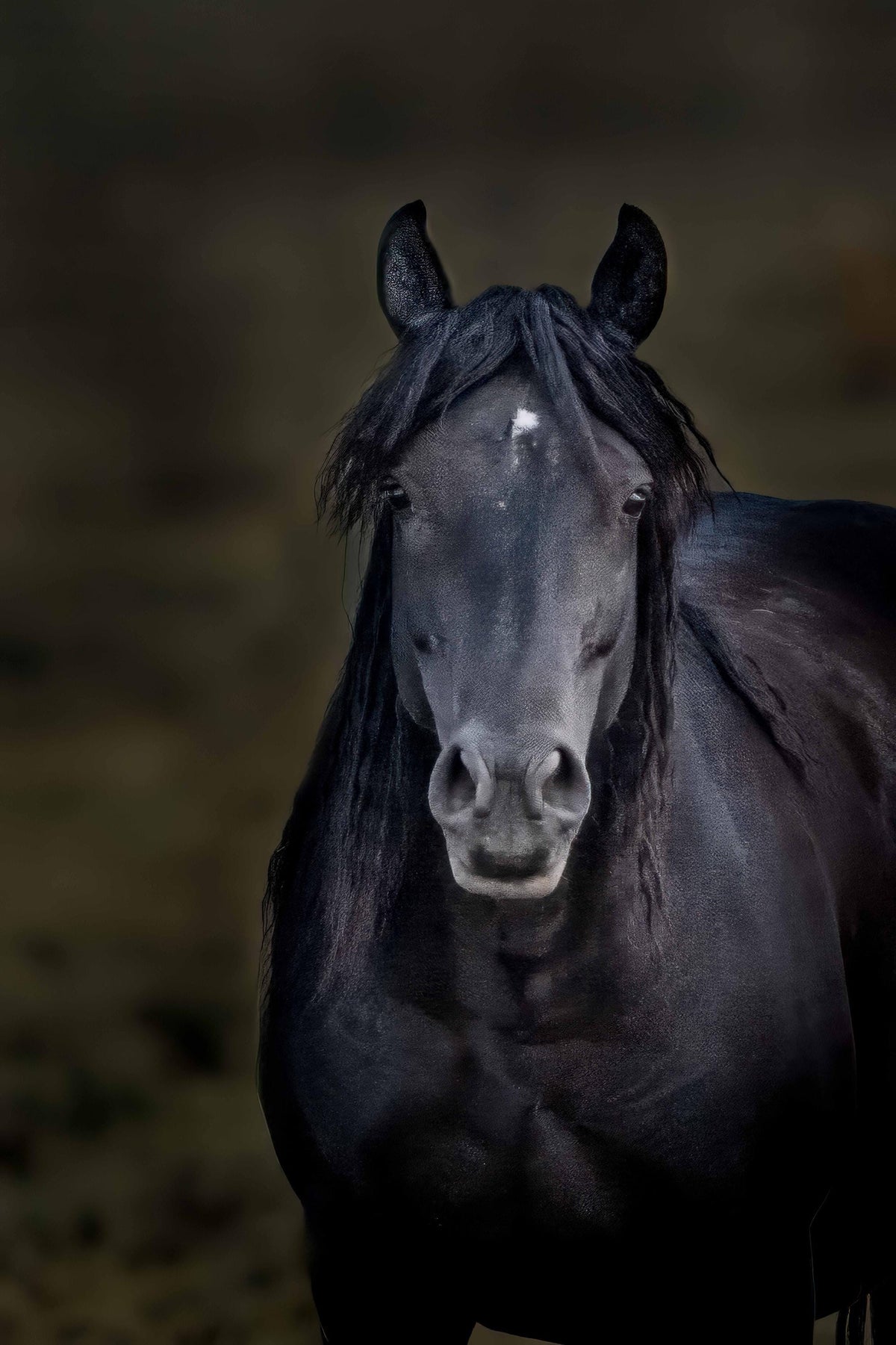 Dark Majesty, McCullough Peaks — wild horse photography by Tim West