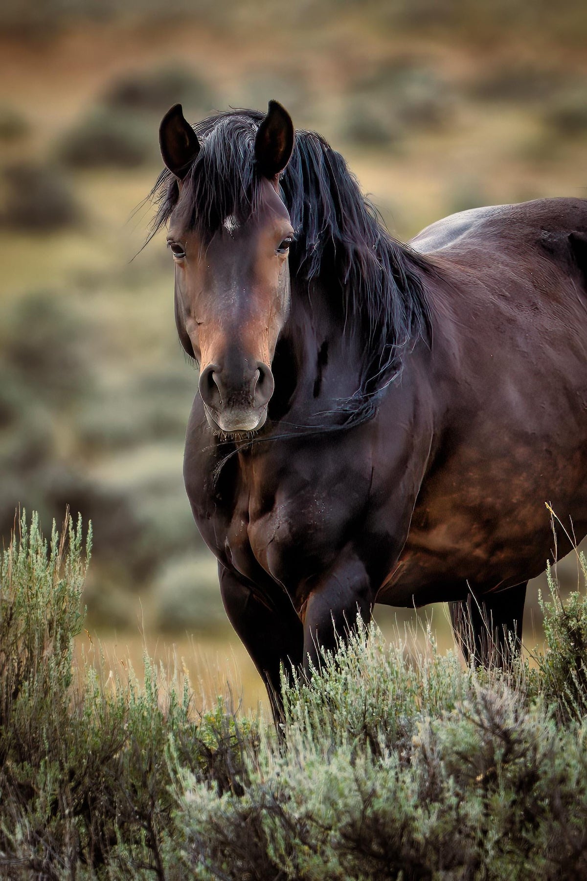 Sagebrush Sentinel, Onaqui — wild horse photography by Tim West