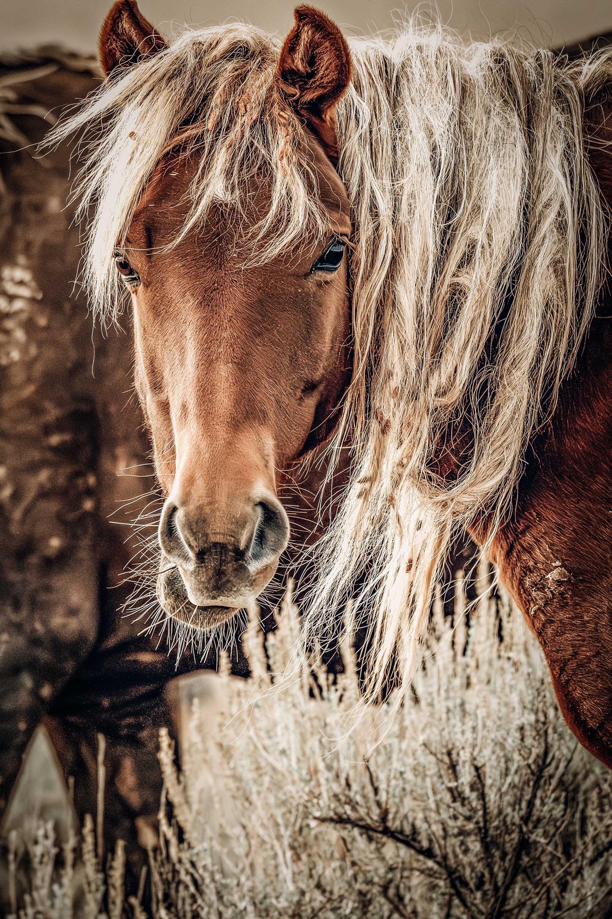 Silent Observer, McCullough Peaks — wild horse photography by Tim West