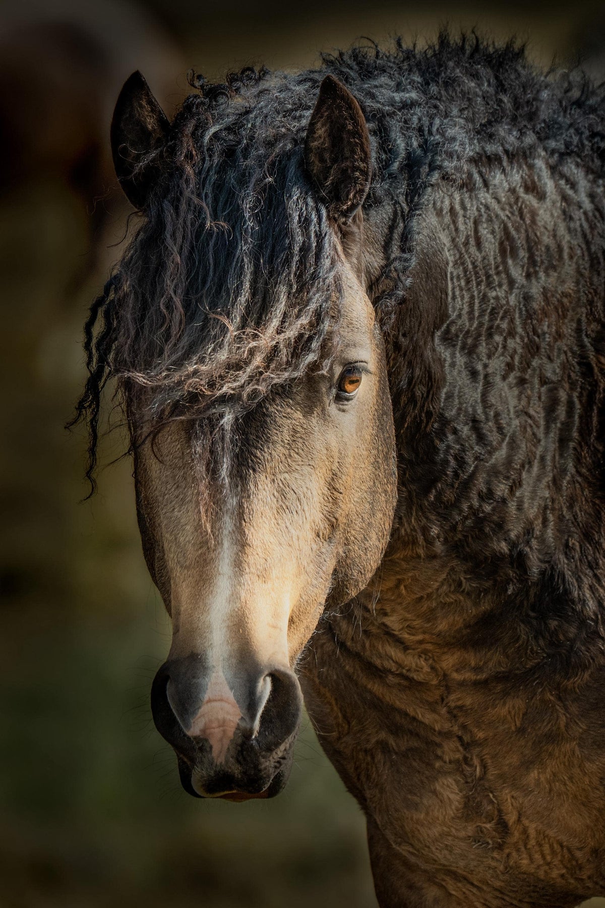 Desert Sentinel, McCullough Peaks — wild horse photography by Tim West