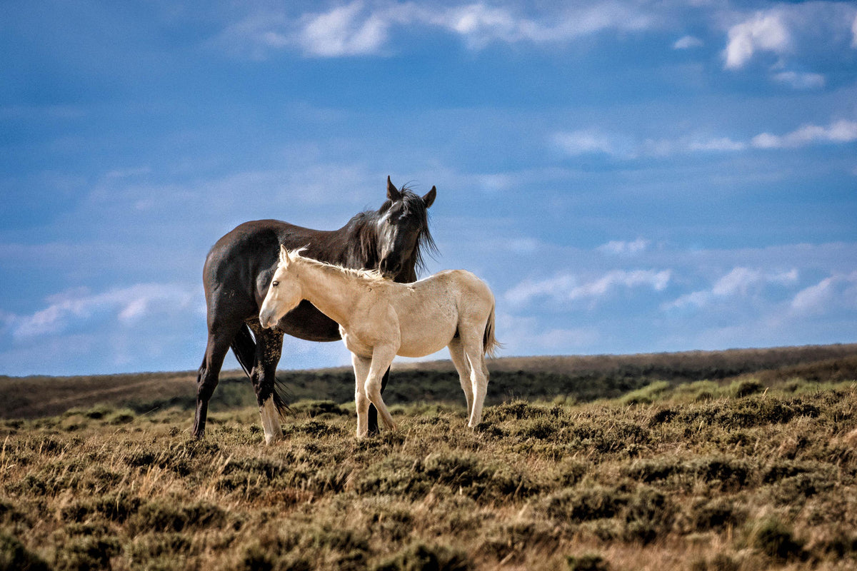 Mother's Shadow, Onaqui — wild horse photography by Tim West