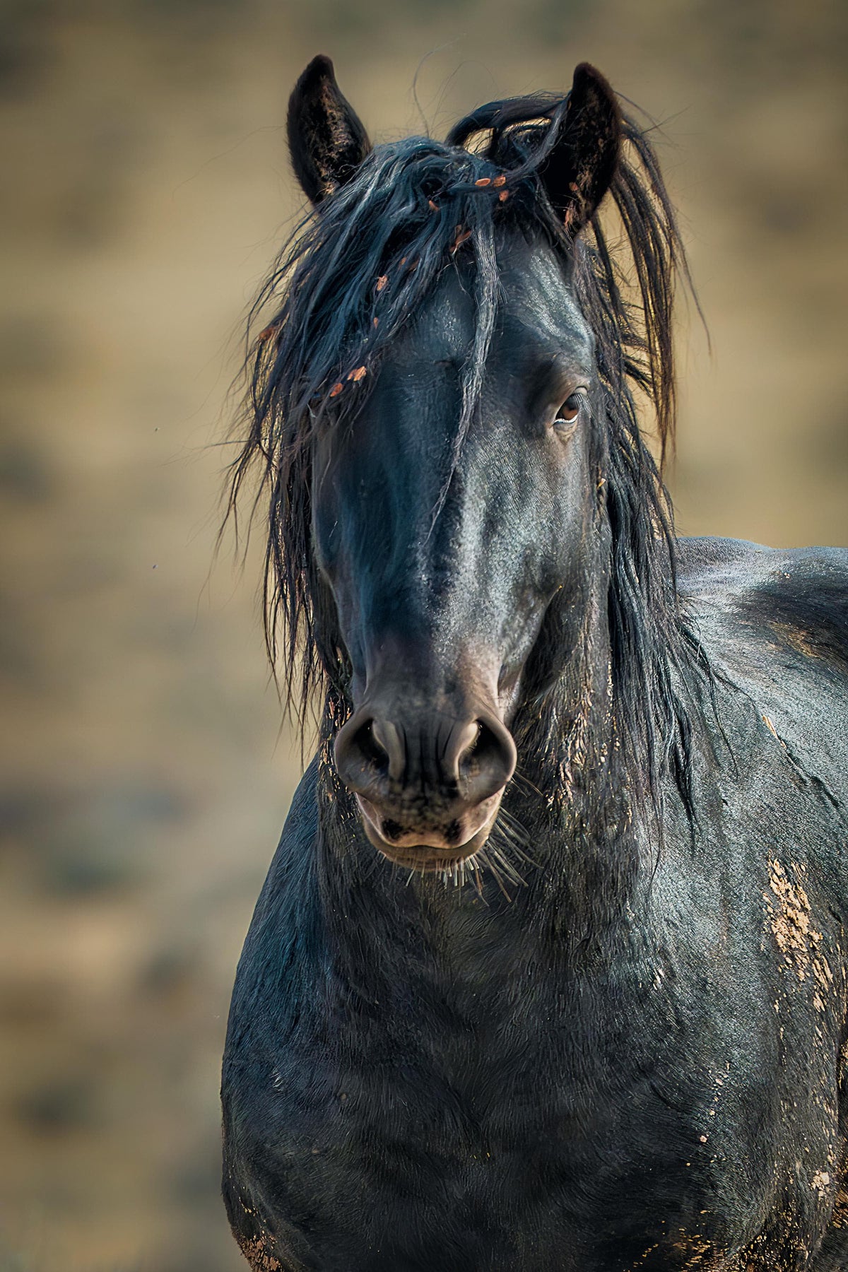 Nightfall, McCullough Peaks — wild horse photography by Tim West
