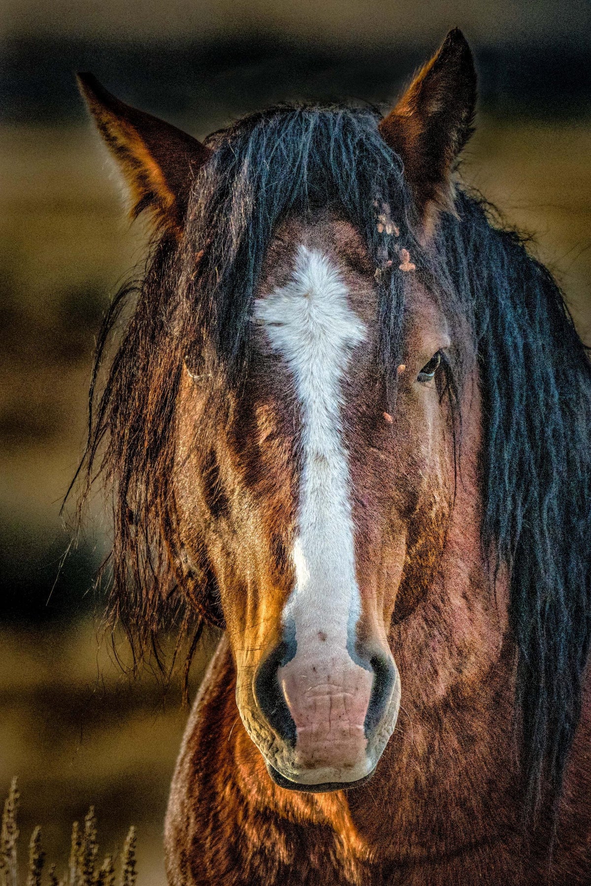 Sagebrush Ghost, McCullough Peaks — wild horse photography by Tim West