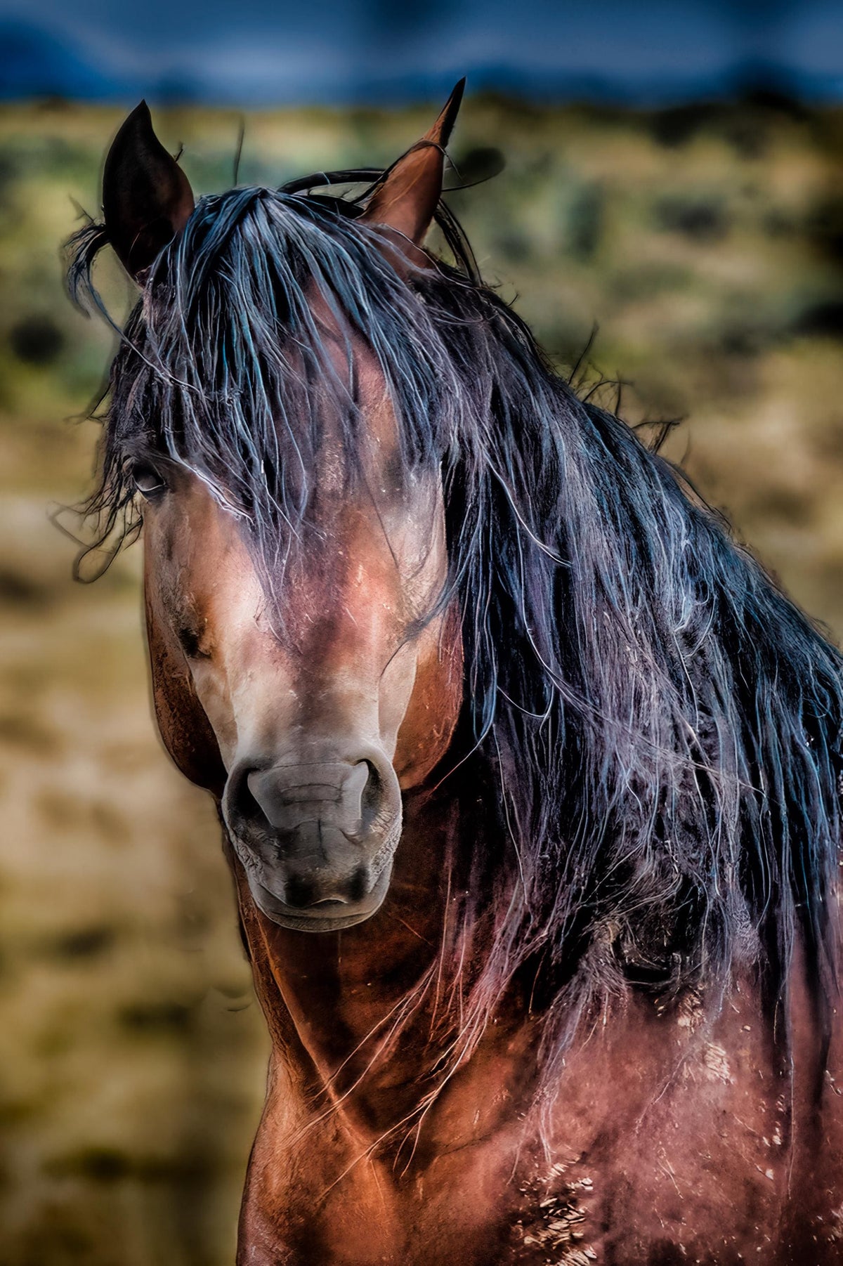 The Gathering Place, McCullough Peaks — wild horse photography by Tim West