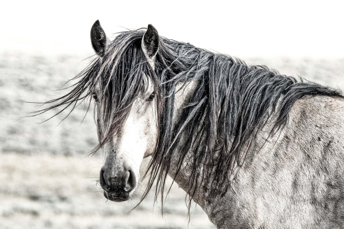Windmarked, McCullough Peaks — wild horse photography by Tim West