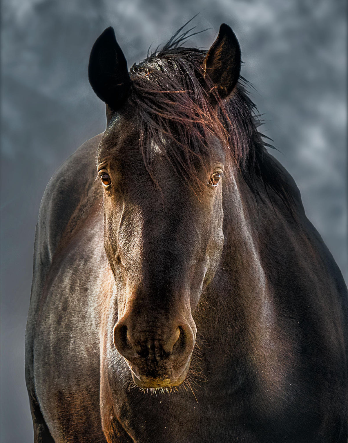 Looking Back, McCullough Peaks — wild horse photography by Tim West