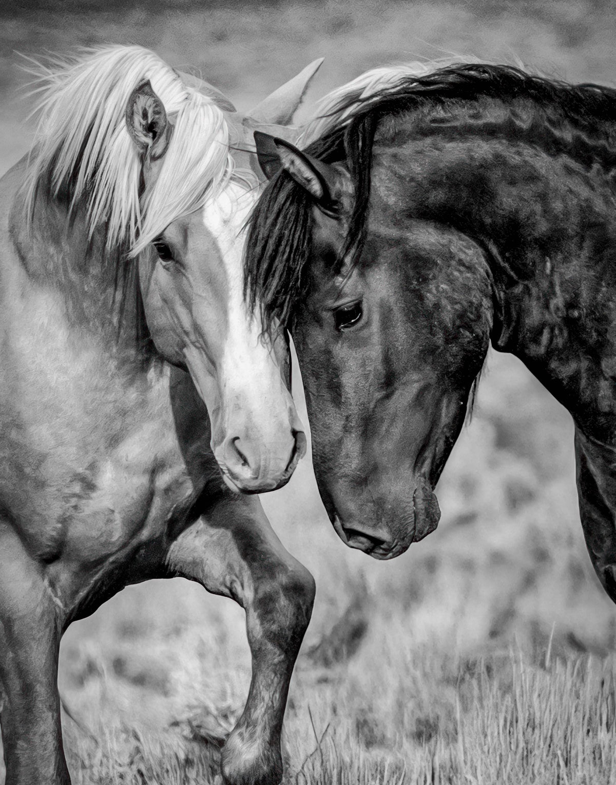 The Meeting, Onaqui — wild horse photography by Tim West