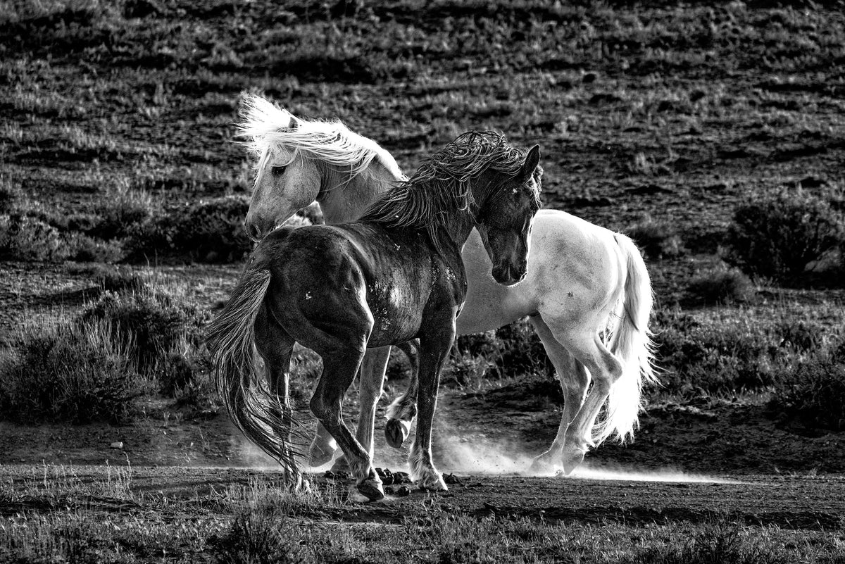 Face to Face, Wyoming — wild horse photography by Tim West