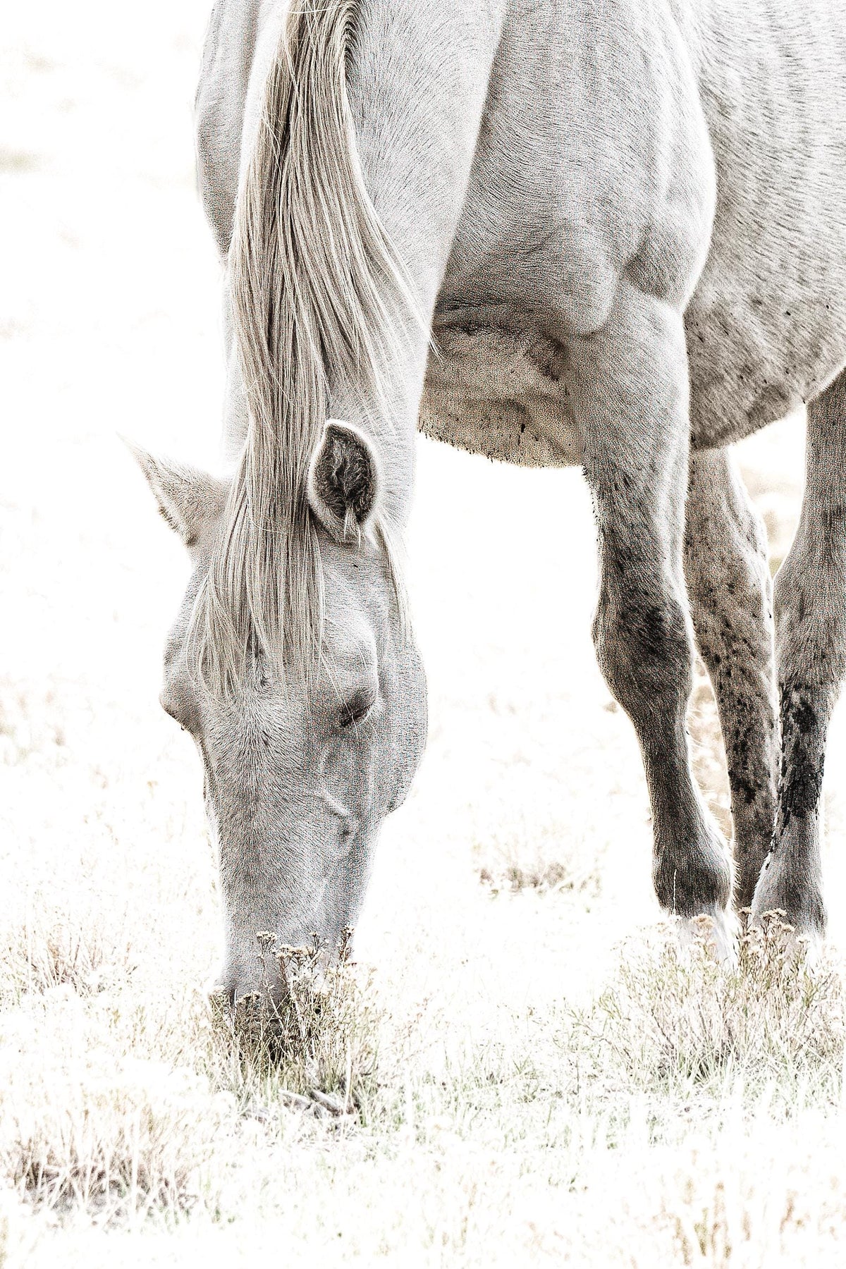 Quiet Strength, McCullough Peaks — wild horse photography by Tim West