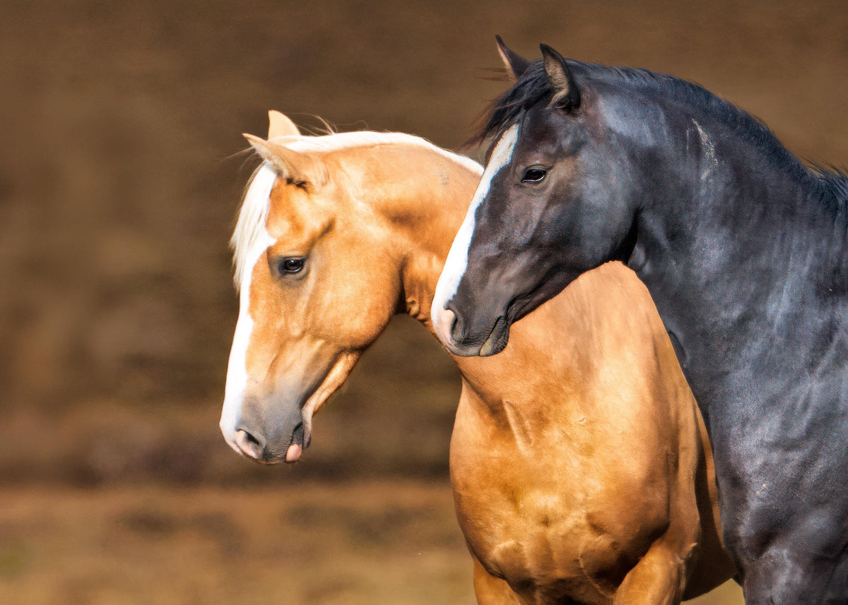Side by Side, Onaqui — wild horse photography by Tim West