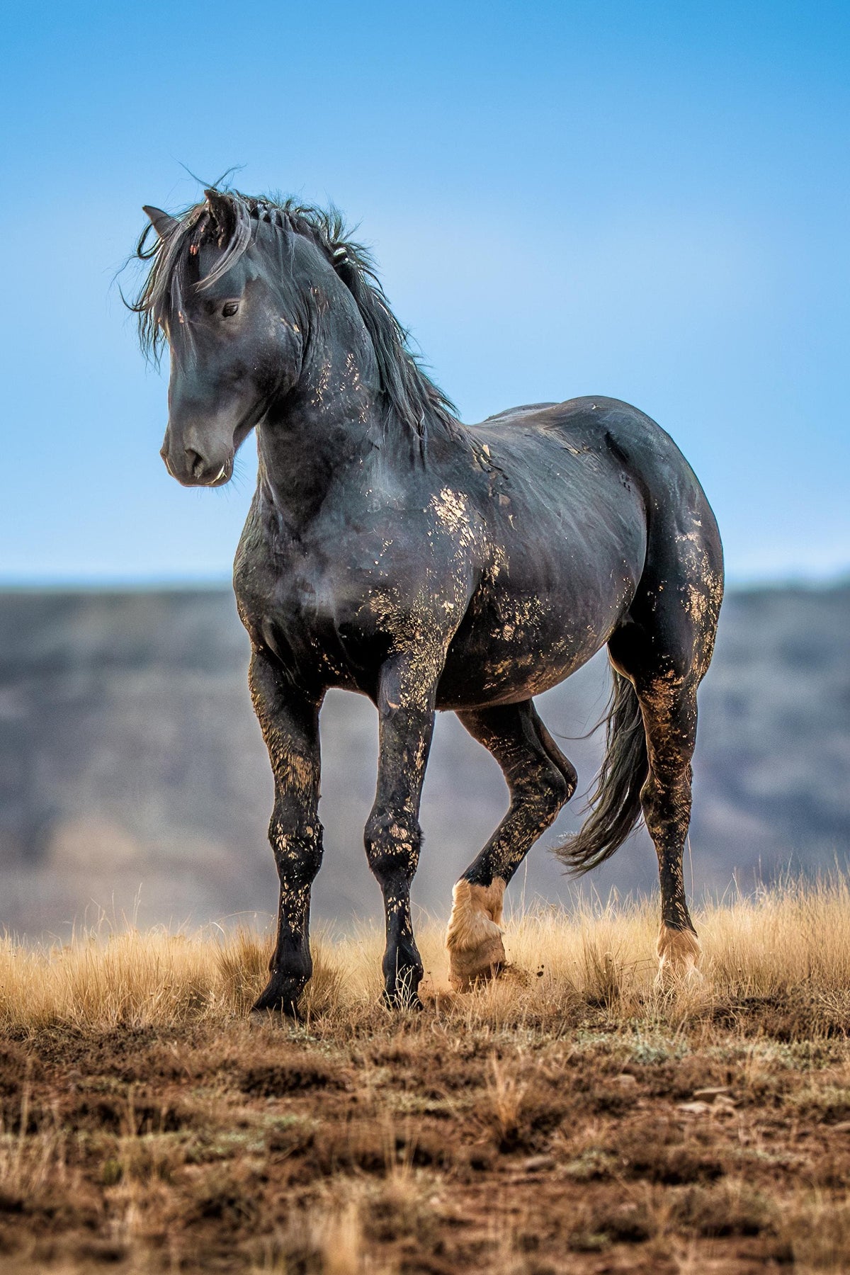 Winter Wanderer, Wyoming — wild horse photography by Tim West