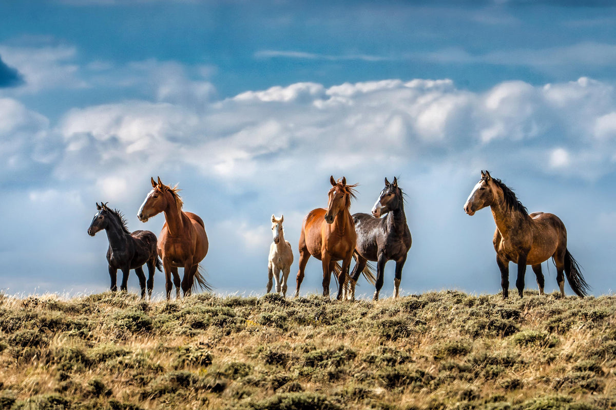 Family Band, Onaqui — wild horse photography by Tim West