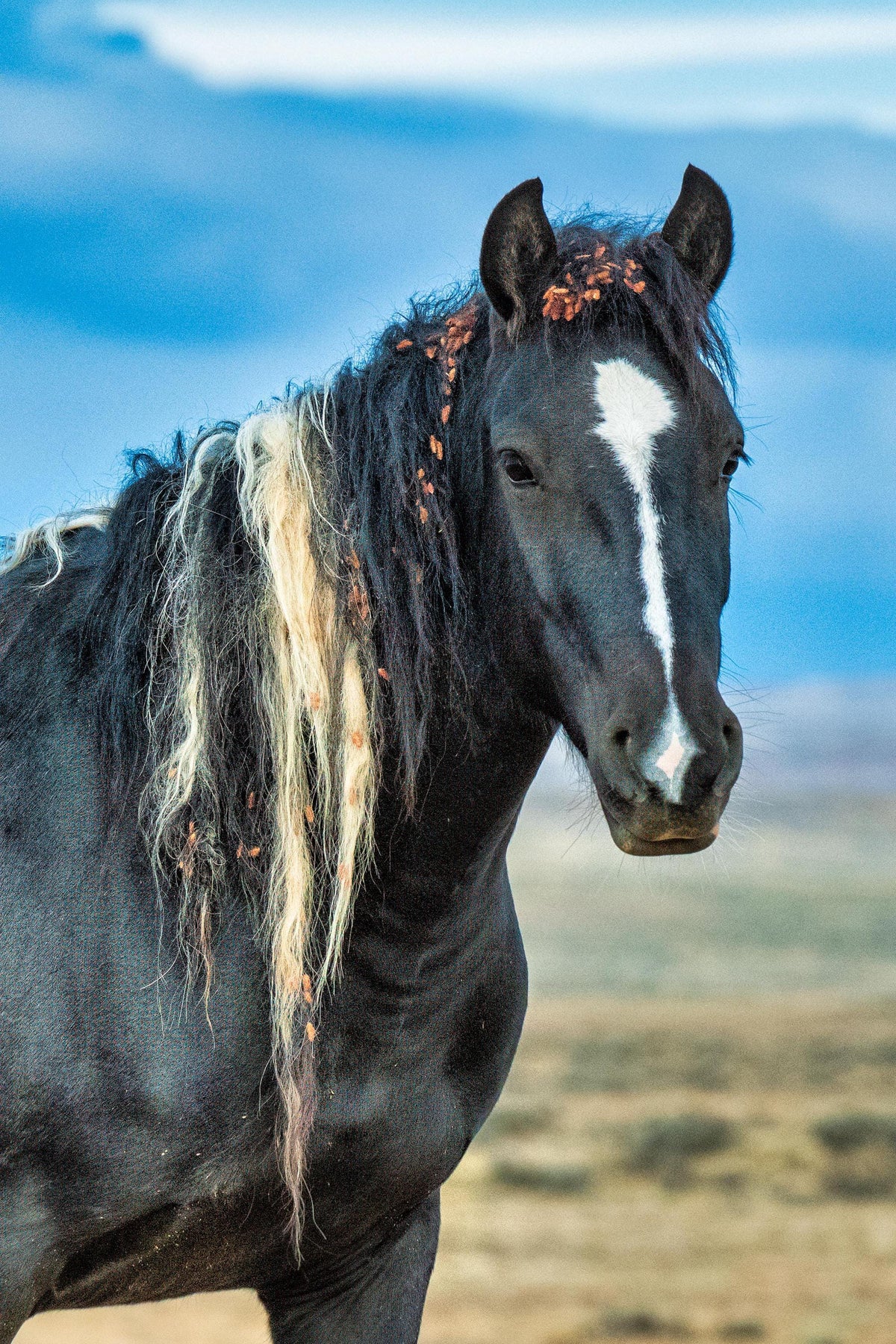 Tangled Spirit, Utah — wild horse photography by Tim West