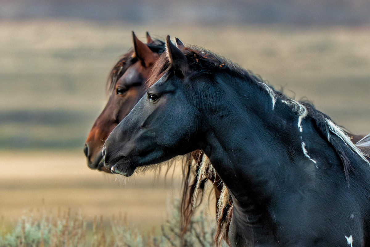 Rugged Spirit, McCullough Peaks — wild horse photography by Tim West
