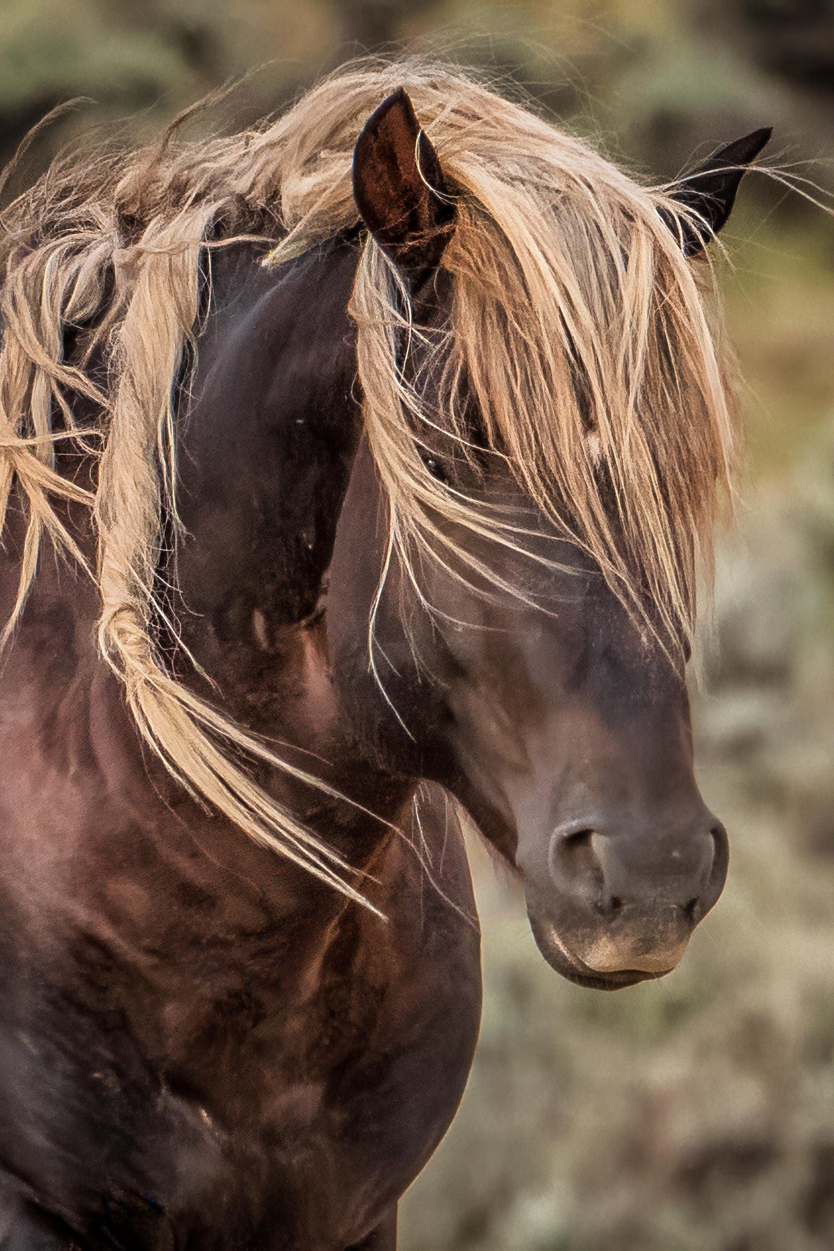 The Guardian, McCullough Peaks — wild horse photography by Tim West
