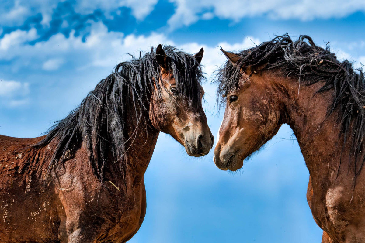 Kindred Spirits, Onaqui — wild horse photography by Tim West