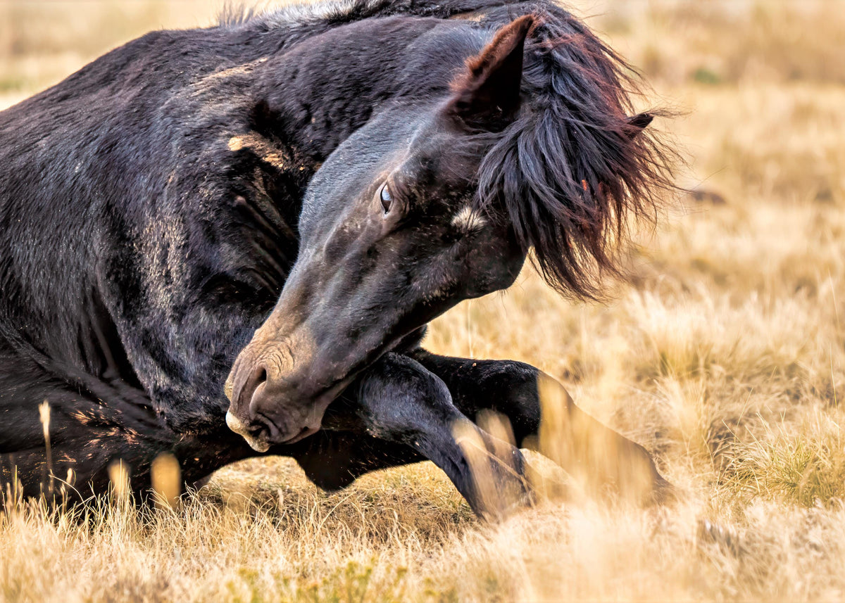 Morning Grooming, McCullough Peaks — wild horse photography by Tim West