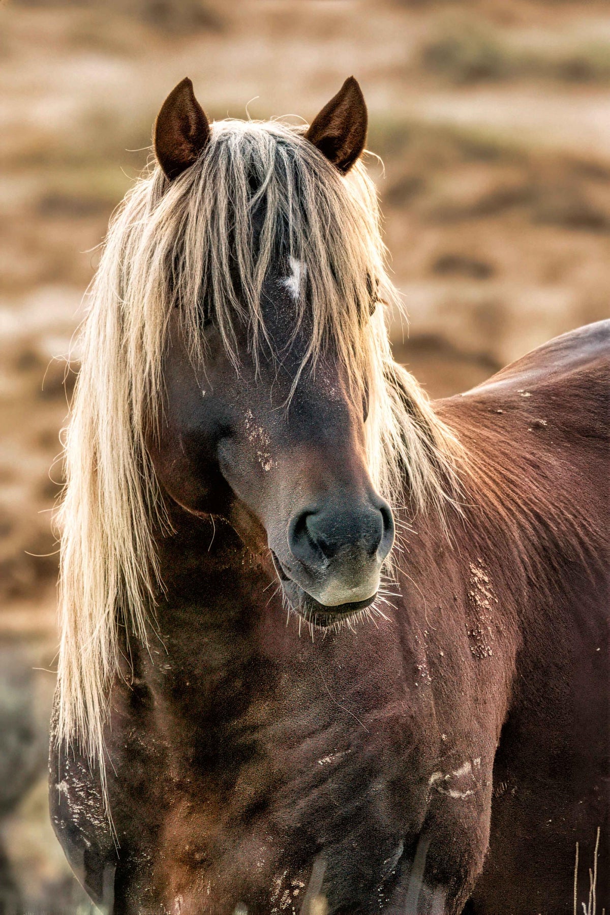 Golden Mane, Onaqui — wild horse photography by Tim West
