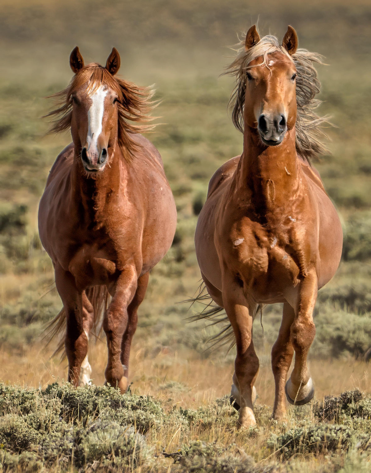 Two Mustangs Running, McCullough Peaks — wild horse photography by Tim West