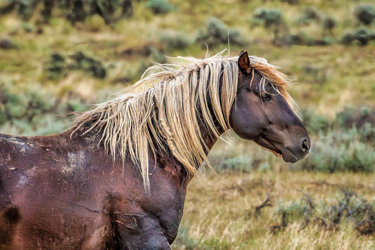Noble Gaze, McCullough Peaks — wild horse photography by Tim West