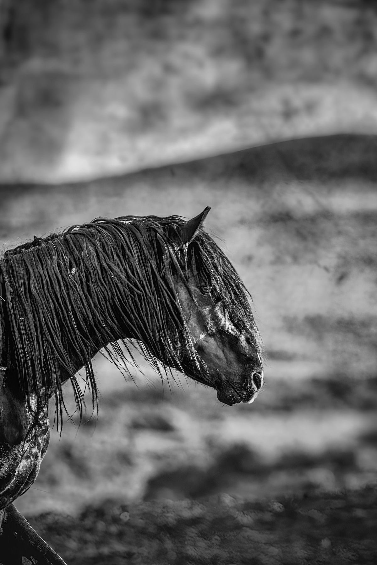 Vigilance, Wyoming — wild horse photography by Tim West